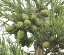 Sequoiadendron giganteum / Mammoetboom 'Glaucum' zaadkegels