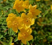 Hypericum 'hidcote' - Hertshooi 'Hidcote' - vakbeplanting - 1