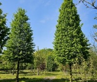 Carpinus betulus 'Frans Fontaine' - Haagbeuk 'Frans Fontaine' - april 2024 Ten Hoven bomen