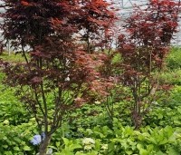 Acer palmatum 'Red Flash' - Japanse Esdoorn 'Red Flash' - 1