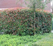 Photinia Red Robin als haag