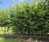 Carpinus betulus - Haagbeuk - 1