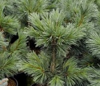 Pinus flexillis 'Vanderwolf's Pyramid' - Den - 3