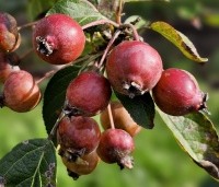 Malus 'Evereste' - Sierappel - 7