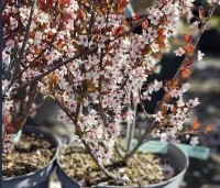 Prunus cistena - Sierpruim - 1