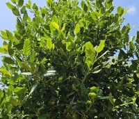 Ilex 'Nellie R. Stevens' - Amerikaanse hulst - juni 2025