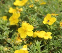 Potentilla Goldfinger