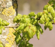 Uitlopend blad Acer campestre