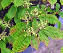 Viburnum plicatum 'Tomentosum'