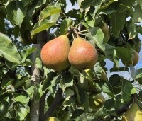 Pyrus com. 'Gieser Wildeman"  - Pyrus com. 'Gieser Wildeman"  - 1