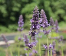 Agastache 'Black Adder' 