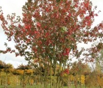Rode Esdoorn 'Red Sunset', meerstammige boom
