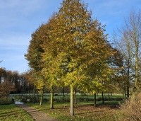 Tilia platyphyllos - Zomerlinde - 1