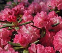 Rhododendron Yakushimanum 'Sonatine' - Rododendron 'Sonatine' - 4