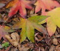 Liquidambar styraciflua 'Oakville Highlight' - Zuilvormig groeiende amberboom - 1