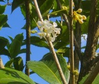 Osmanthus aquifolium - Osmanthus aquifolium - bloei september