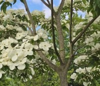 Cornus kousa 'Venus' - Japanse grootbloemige kornoelje ‘Venus' - 4