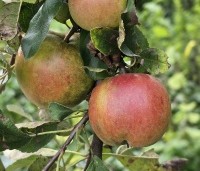Malus dom. 'Ecolette' - Malus dom. 'Ecolette' - 1