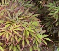 Acer palmatum 'Jerre Schwartz' - Japanse Esdoorn 'Jerre Schwartz' - 1