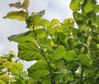 Corylus avellana 'Aurea' - Geelbladige hazelaar - 3