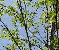 Sorbus aucuparia 'Edulis' - Meelbes - 4