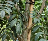 Sorbus aucuparia 'Edulis' - Meelbes - 3
