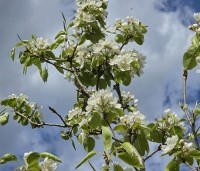 Pyrus com. 'Conference' - Pyrus com. 'Conference' - 2