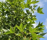 Liquidambar styraciflua 'Oakville Highlight' - Zuilvormig groeiende amberboom - 2