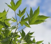 Liquidambar styraciflua 'Oakville Highlight' - Zuilvormig groeiende amberboom - 3