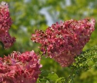 Hydrangea paniculata 'Vanille Fraise' - Pluimhortensia 'Vanille Fraise' - 1