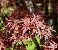 Acer palmatum 'Skeeter's Broom' - Japanse Esdoorn 'Skeeter's Broom' - 2