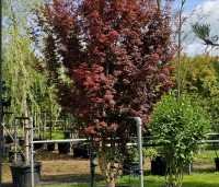 Acer palmatum 'Skeeter's Broom' - Japanse Esdoorn 'Skeeter's Broom' - 1