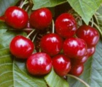 Castor