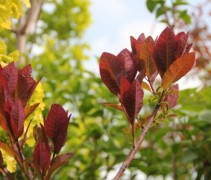 Roodbladige Pruikenboom uitloop rood blad