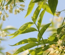 Staphylea colchica