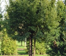 Taxus baccata