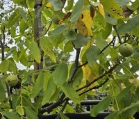 Juglans regia 'Plovdivski' - Walnoot 'Plovdivski' - 1