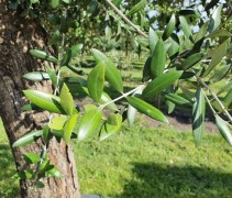 Olijfboom, Olea europea stam en blad
