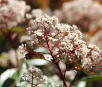 Photinia fraseri 'Red Robin' bloem