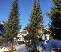 Picea Omorica