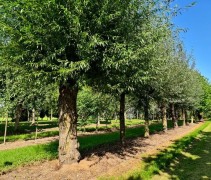 Salix Alba