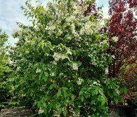 Chionanthus retusus - Sneeuwvlokkenboom - 7