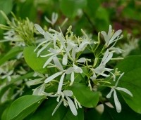 Chionanthus retusus - Sneeuwvlokkenboom - 6