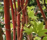 Acer palmatum 'Sangokaku' - Japanse Esdoorn 'Sangokaku' - 1