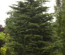 Abies Fraseri solitair