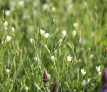 Dianthus Albus
