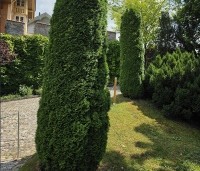 Thuja occidentalis 'Smaragd' - Westerse Levensboom 'Smaragd' - 1