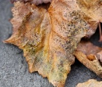 Tilia mongolica 'Buda' - Mongoolse Lindeboom - herfstbruin