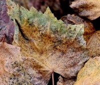 Tilia mongolica 'Buda' - Mongoolse Lindeboom - 2