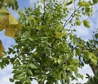 Ziziphus Jujuba - Chinese Dadel - 2